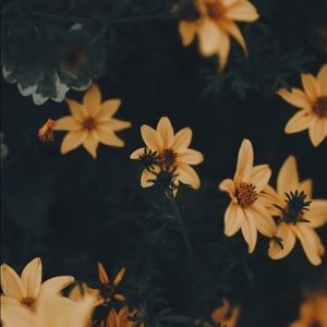 Meet your Posher, Kandy